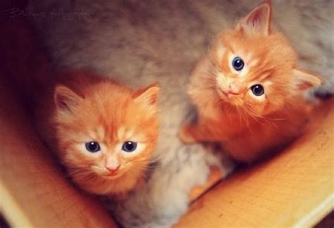 Fluffy Orange Kittens Can I Have Cute Animals Cute Cats Kittens