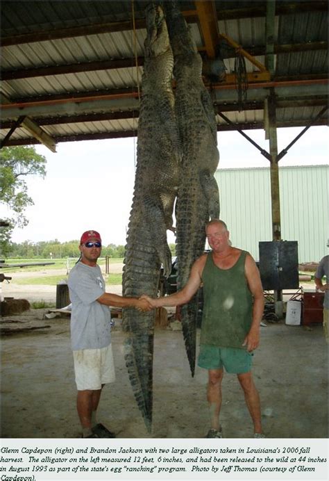 We Saw That State Record Alligator2015©