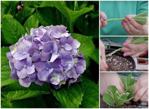How To Grow Hydrangeas From Cuttings Video The Whoot Growing