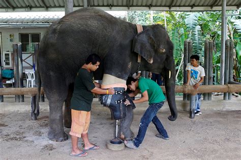 Mosha Thai Elephant Wounded By Land Mine Gets New Prosthetic Limb