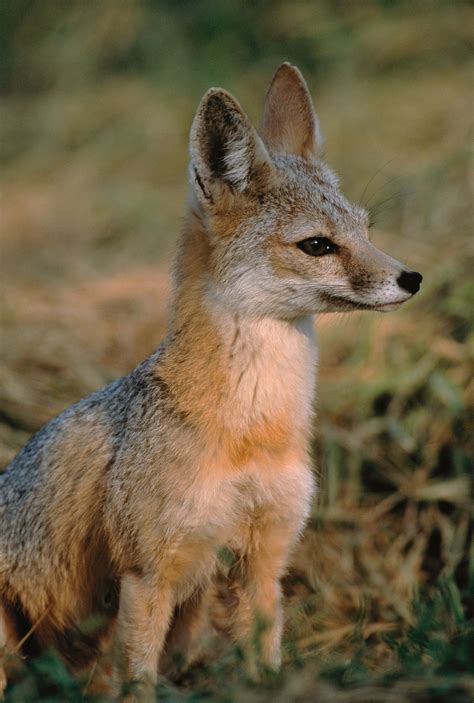 Adorable Kit Fox Rfoxes