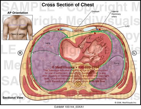 Chest Cross Section Medical Illustration Medivisuals