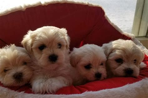 Are a part of the bichon family. Kazar Home Breeder Has Havanese Puppies For Sale In ...