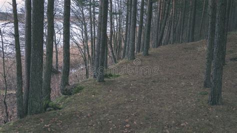Naked Pine Tree Forest Before Winter Vintage Retro Look Stock Image