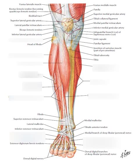 Muscles Of The Lower Limb Anterior View Diagram Quizlet Hot Sex Picture