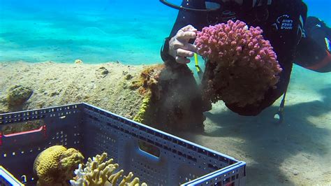 Pristine Corals Relocated In Eilat