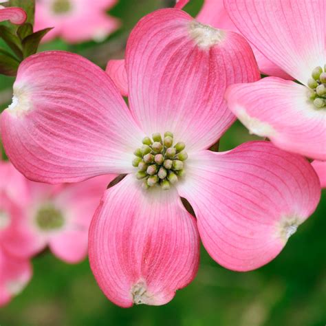 Pink Flowering Dogwood Varieties Brian Minter Amazing