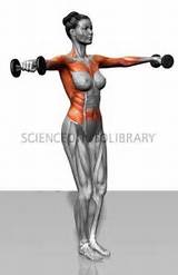 Deltoid Muscle Exercises Without Weights Photos