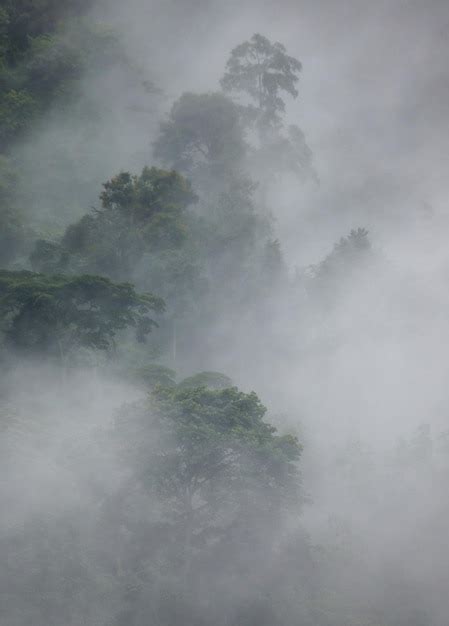 Premium Photo Tropical Forest In The Morning Mist Bwindi Impenetrable