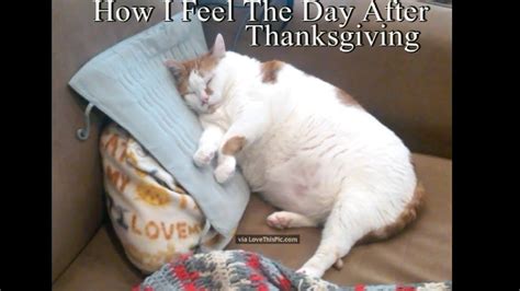 funny cat thanksgiving memes😂🐺🦃 youtube