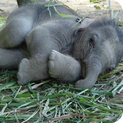 Baby Elephant Cute Animals