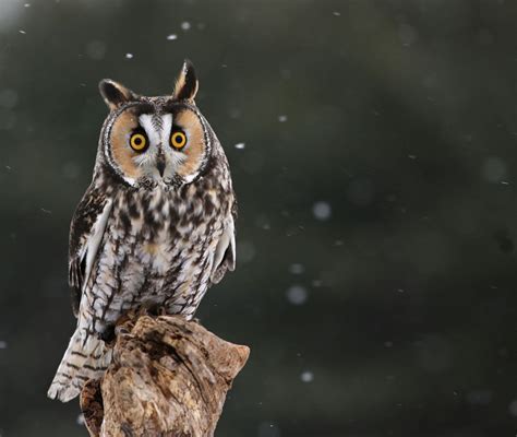 Presenting Some Really Cute And Adorable Names For Your Pet Owl