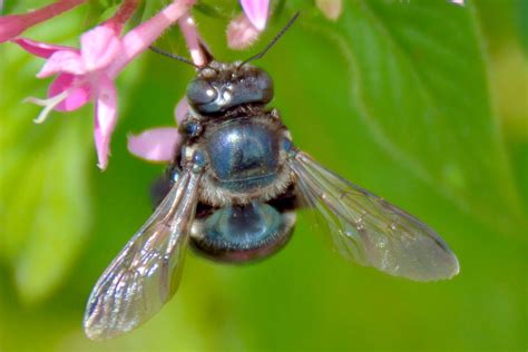 Where To Find The Blue Orchard Mason Bee Taste Of Home