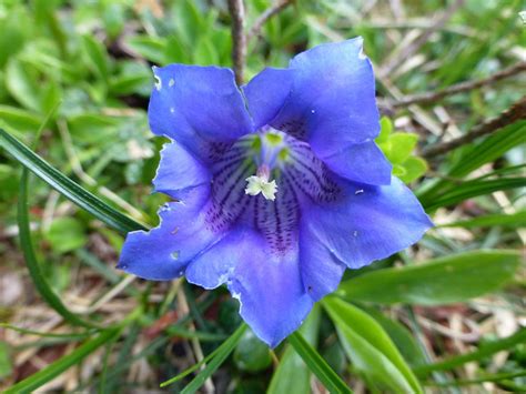 Gentian Alpine Flower Flower Blue Gentian Austria 20 Inch By 30 Inch