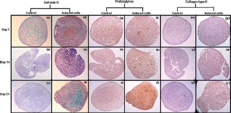 In particular, safranin stains lignified tissues like xylem even in the presence of cellulose. Safranin O/fast green staining for aggrecans (a)-(f),...