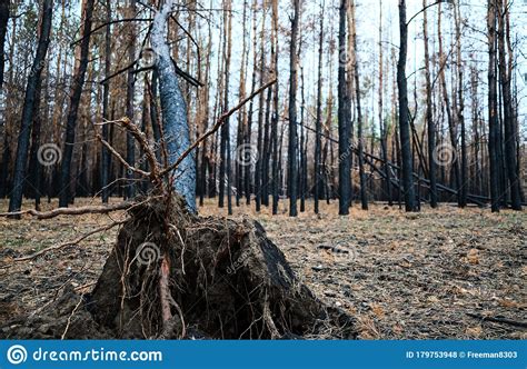Burned Pine Forest Fallen Burned Tree After The Fire Stock Photo