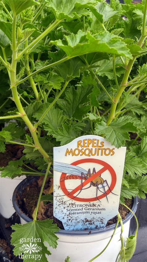 Plant A Mosquito Repelling Container Garden To Protect Entertaining