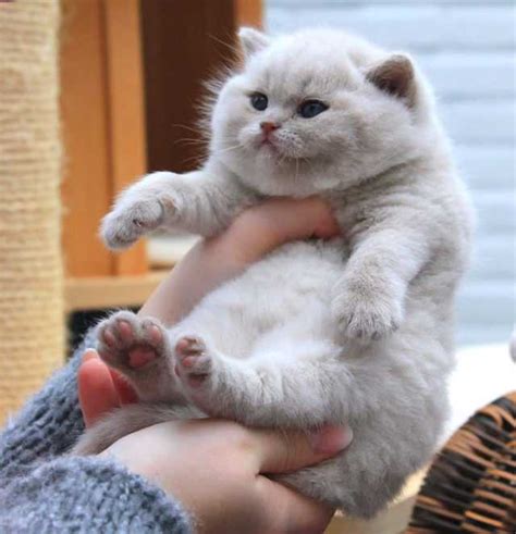 36 Absolute Units And Funny Chonky Animals