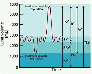 Lung Volumes Lung Capacities Refer To The Volume Of Air Associated