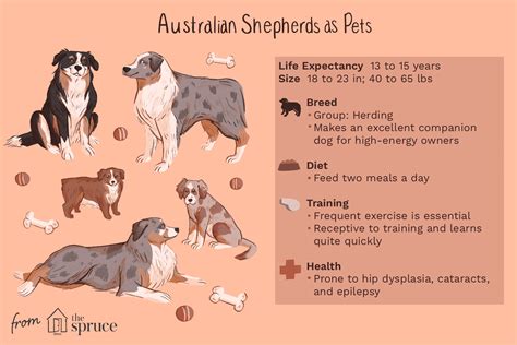 Australian Shepherd Aussie Breed Characteristics And Care