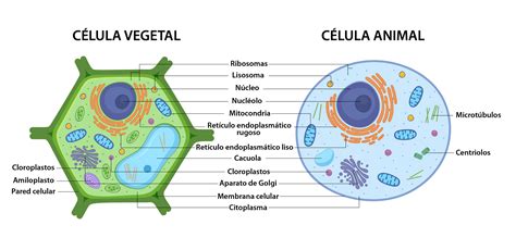 Arriba 32 Imagen Dibujos De Celulas Animal Y Vegetal Con Sus Partes