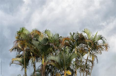 Bunch Of Palm Trees And Cloudy Sky By Stocksy Contributor Alice Nerr