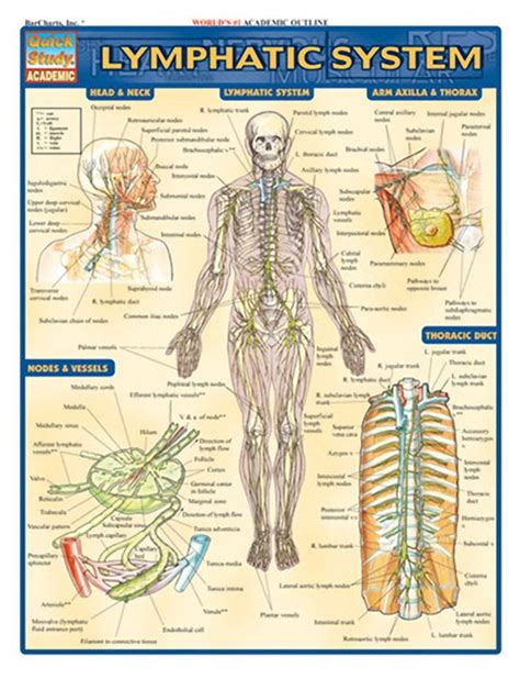 The Human Lymphatic System Laminated Anatomy Chart Lymphatic System