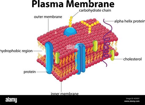 Diagram With Plasma Membrane Illustration Stock Vector Image And Art Alamy