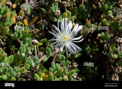The Flower Of A Common Ice Plant Mesembryanthemum Crystallinum Stock