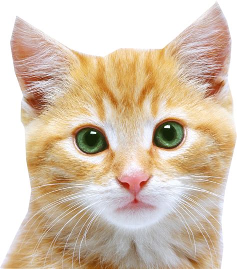 Cat Face Png Transparent Background Free Download 40377 Freeiconspng