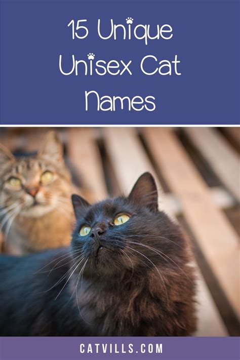 105 Unique And Adorable Unisex Cat Names For Your Kitten Cat Names Boy