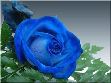 Free Blue Rose Wallpapers Wallpaper Cave