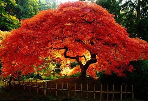 Bonsai is a specialized form of gardening that is not difficult but takes some special knowledge. Quiet Corner:Growing Japanese Maples from Seed - Quiet Corner