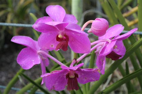 Fauna tipe asiatis fauna tipe peralihan dan sumber gambar : Contoh Gambar Flora Lengkap | Kumpulan Gambar & Wallpaper