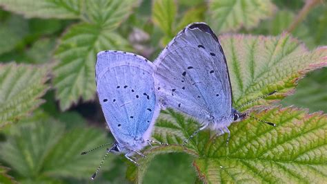 Holly Blues Mating At Compton Down Dorset Butterflies