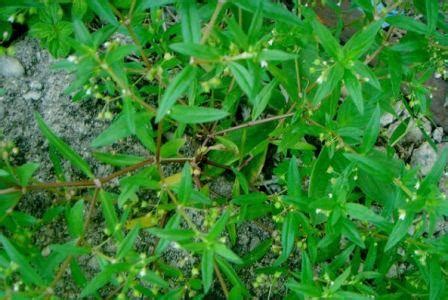 Rumput Mutiara Obati Kanker Rahim - Obat Herbal Alami