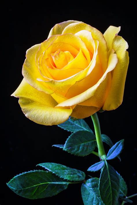 Yellow Rose Flower Images Jenelle Marks