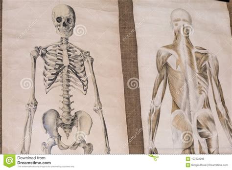 Torso Anatomy Diagram Human Anatomy Torso Skeleton With Muscles Veins