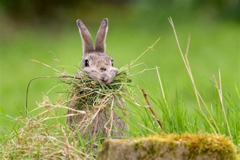 Rabbit Bunny Eating Grass Cute Wallpaper Funny Animal Photos