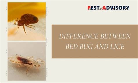 Difference Between Bed Bugs And Lice