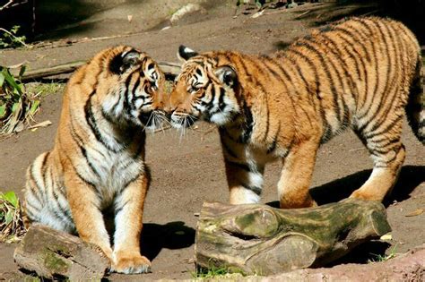Tigre Wiki 🌎 Mundo Animal 🐯 Amino