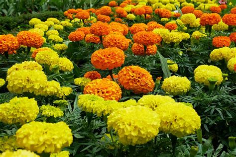 31 of the best types of marigolds gardener s path