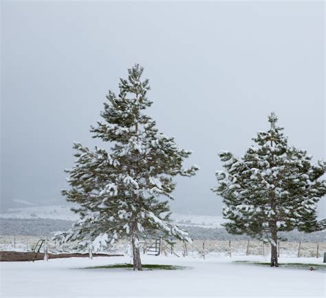 Premium Photo Nevada Usa First Snow At The Park