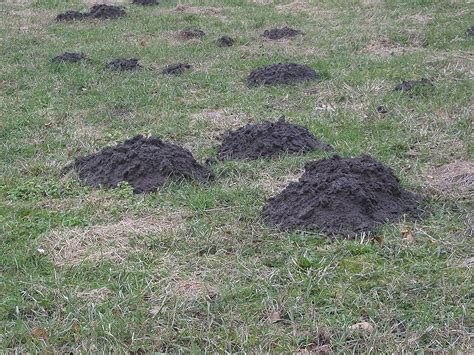 How Getting Rid Of Moles In Gardens Or Yards Homesfeed