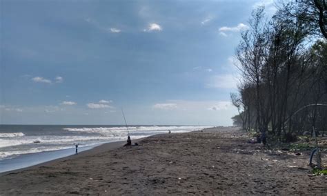 Pantai Kuwaru Pantai Indah Dengan Deretan Pohon Cemara Di Bantul De Jogja