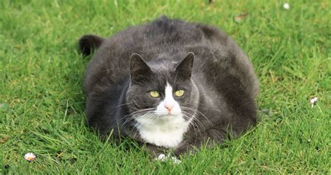 what everyone should know about fat cats recipes dr basko holistic veterinarian