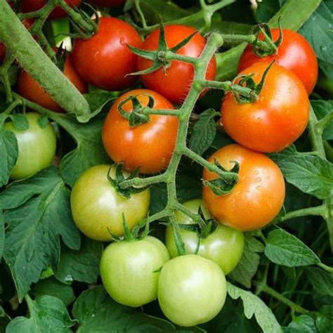Mountain Magic Hybrid Tomato Gurneys Seed And Nursery Co