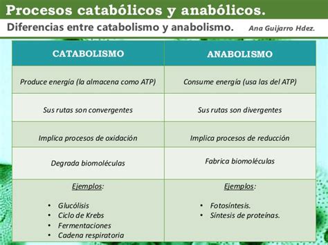 Anabolismo Y Catabolismo Cuadros Comparativos Y Diferencias Cuadro Comparativo