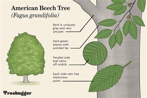 How To Identify The American Beech Tree