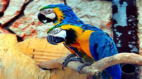 They live in less dense rainforests and prefer to blue and yellow macaws are herbivores. Blue-and-yellow Macaw Wallpapers Backgrounds